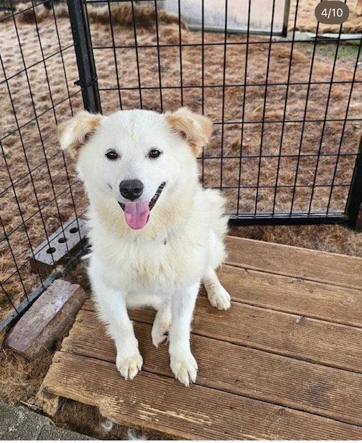 Enlarge BONNIE, a Adoptable mixed breed in Agoura Hills, CA image 1/3