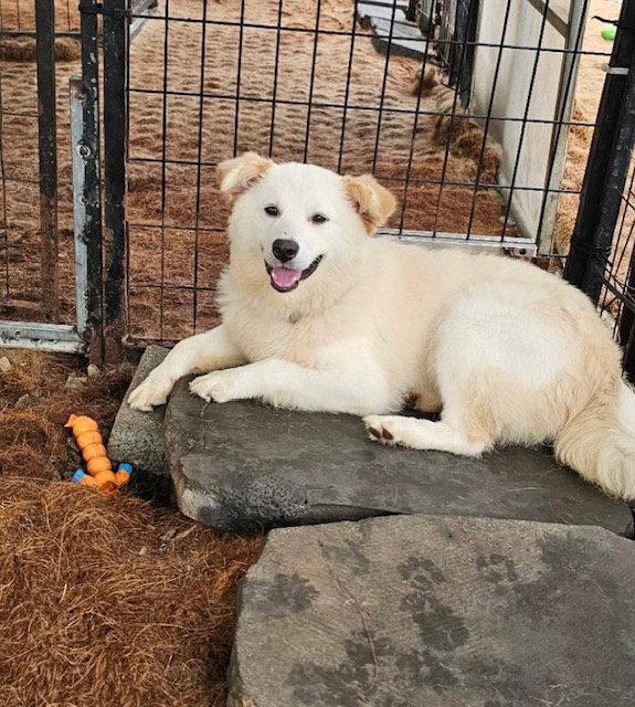 Enlarge BONNIE, a Adoptable mixed breed in Agoura Hills, CA image 2/3