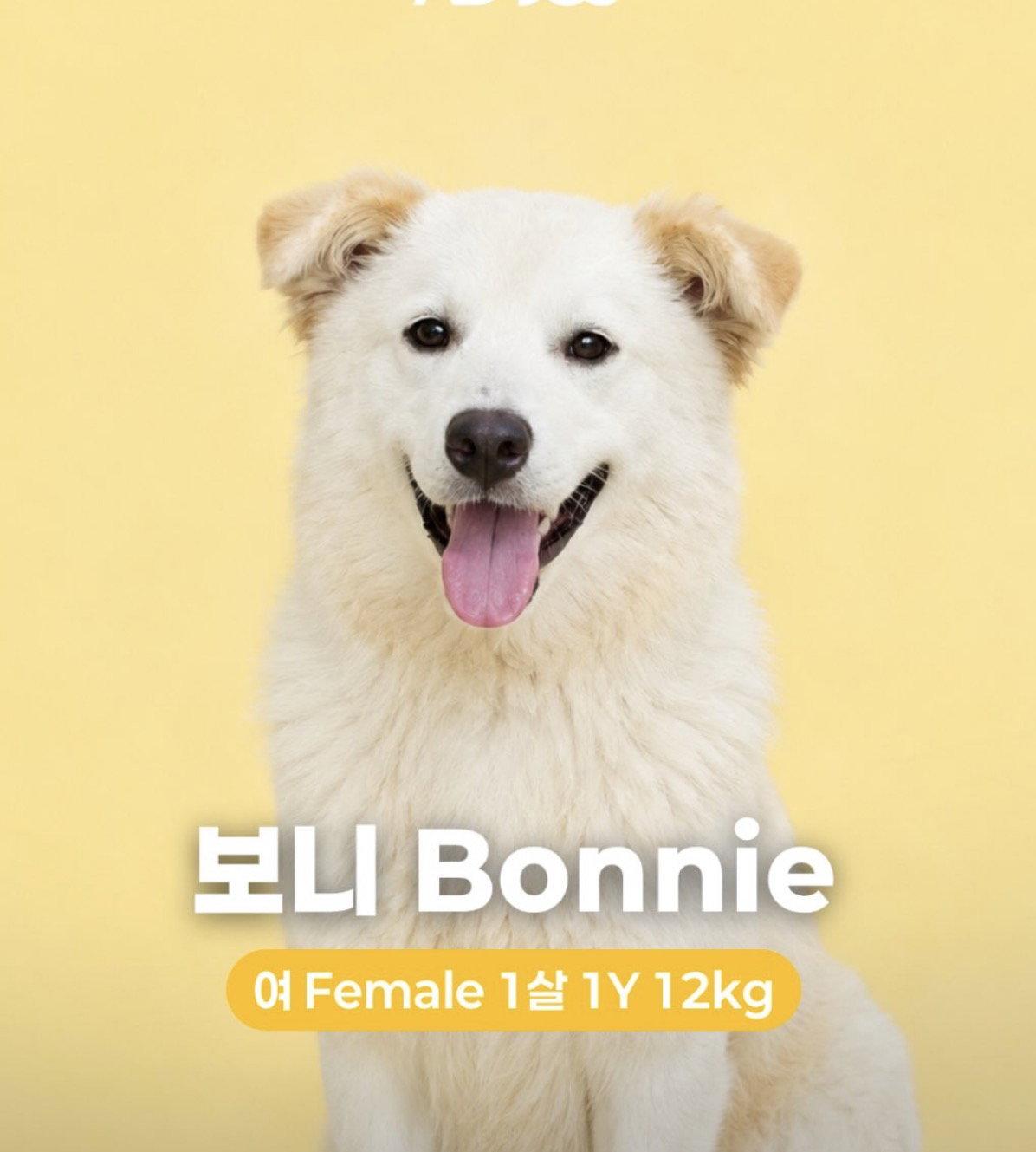 Enlarge BONNIE, a Adoptable mixed breed in Agoura Hills, CA image 3/3