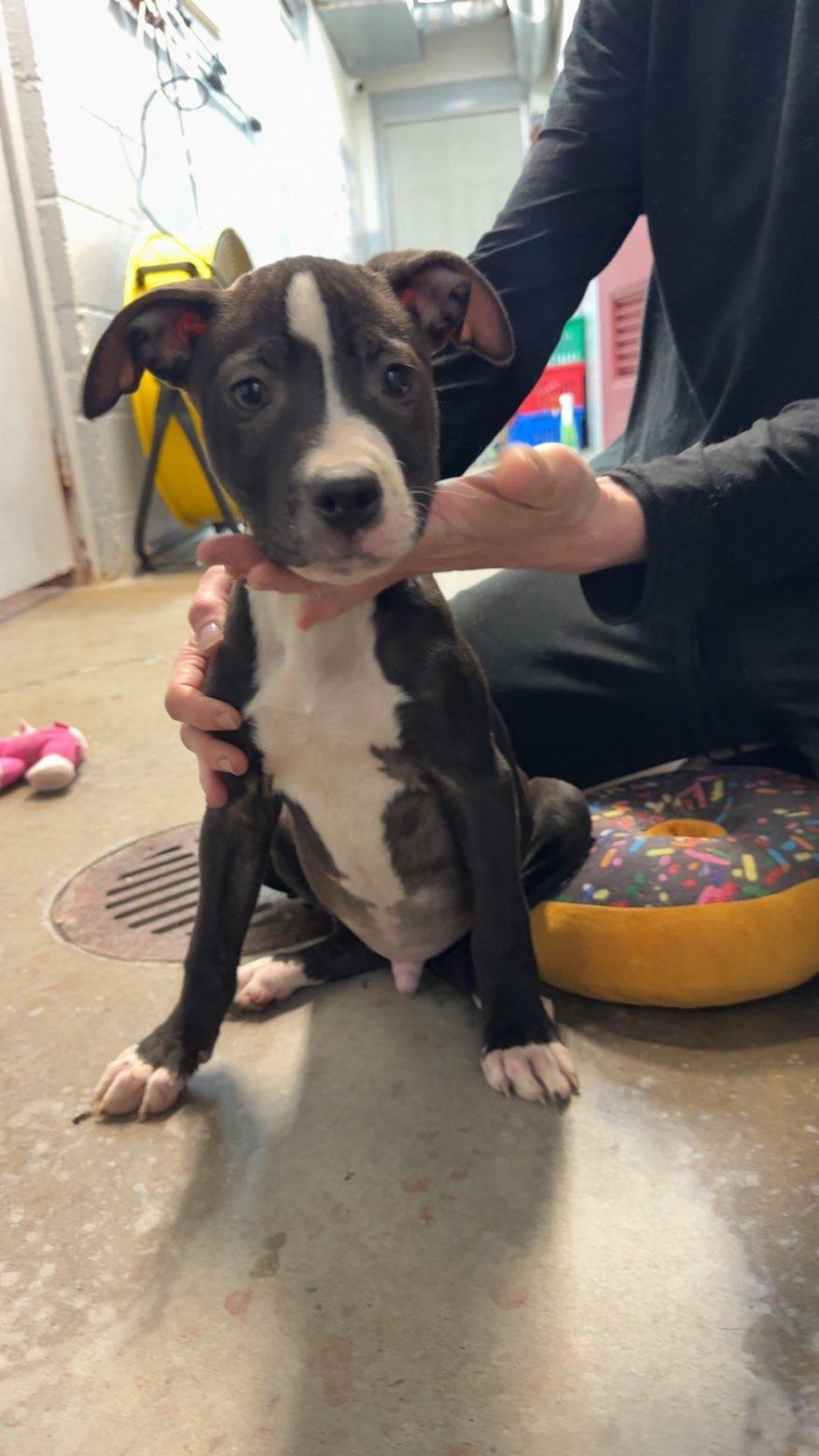 Lucky, Adopted, Puppy Male Pit Bull Terrier.