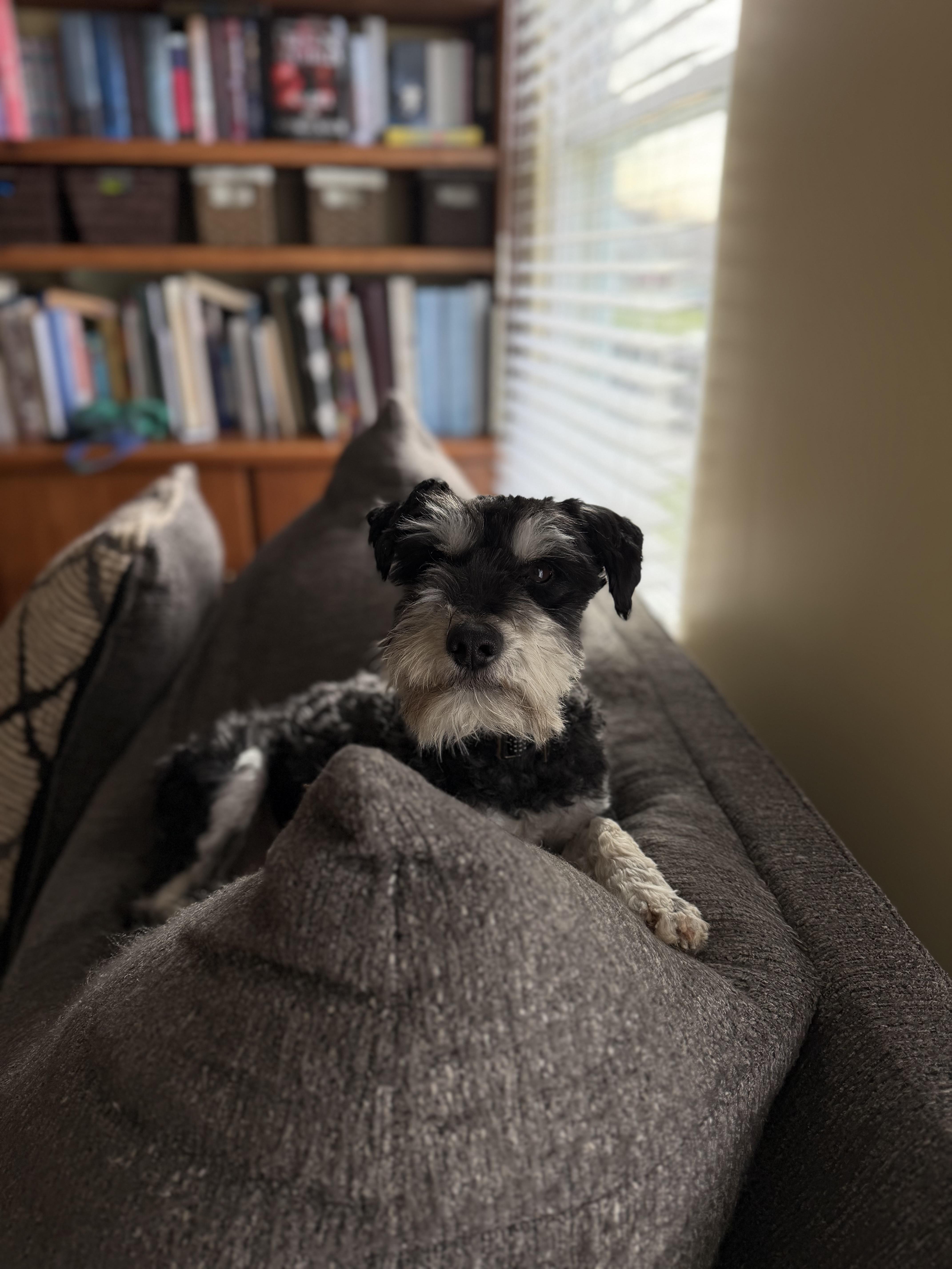 Enlarge Bruno, a ADOPTABLE mixed breed in Seville, OH image 2/6