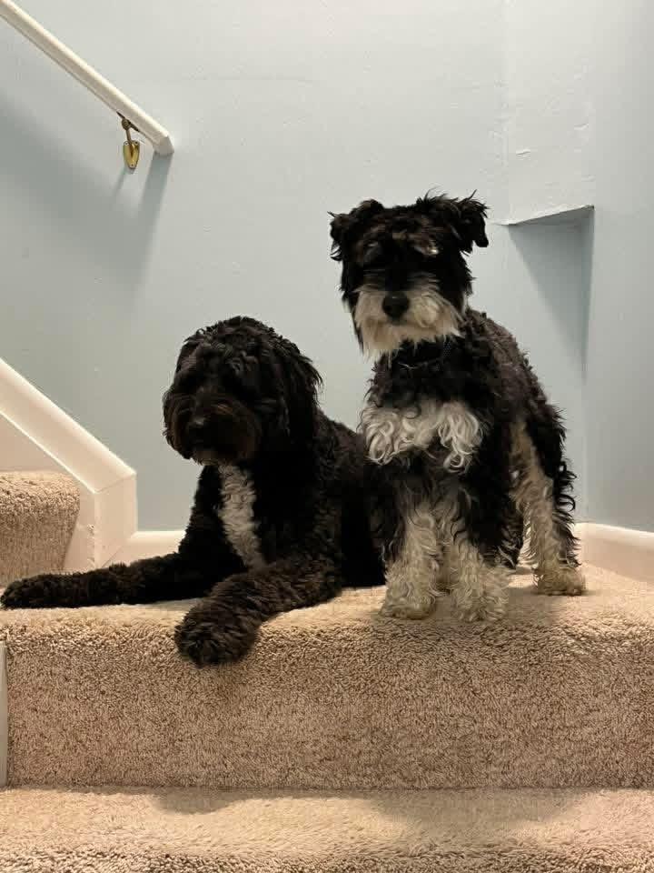 Enlarge Bruno, a ADOPTABLE mixed breed in Seville, OH image 5/6