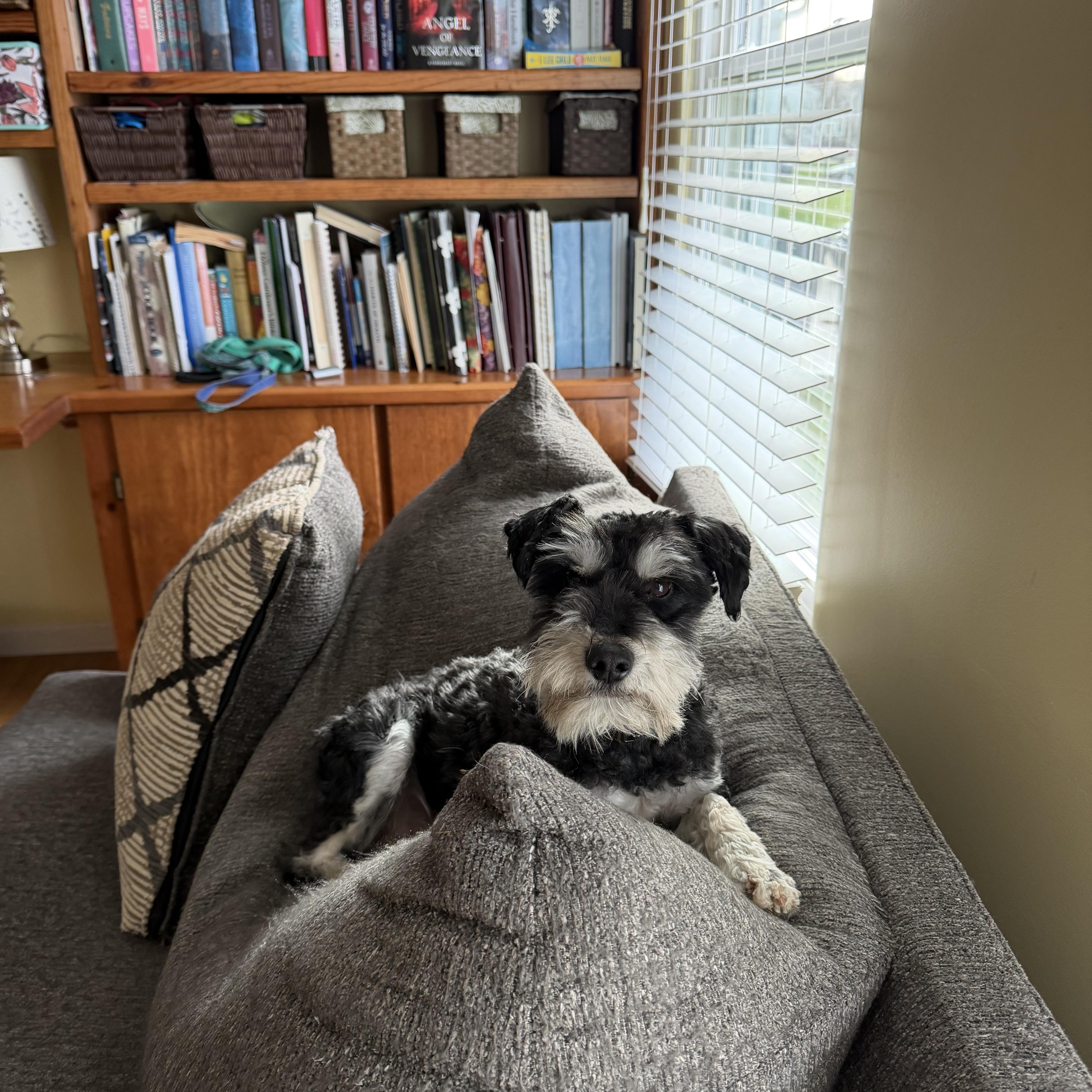 Bruno, ADOPTABLE, Adult Male Schnauzer.