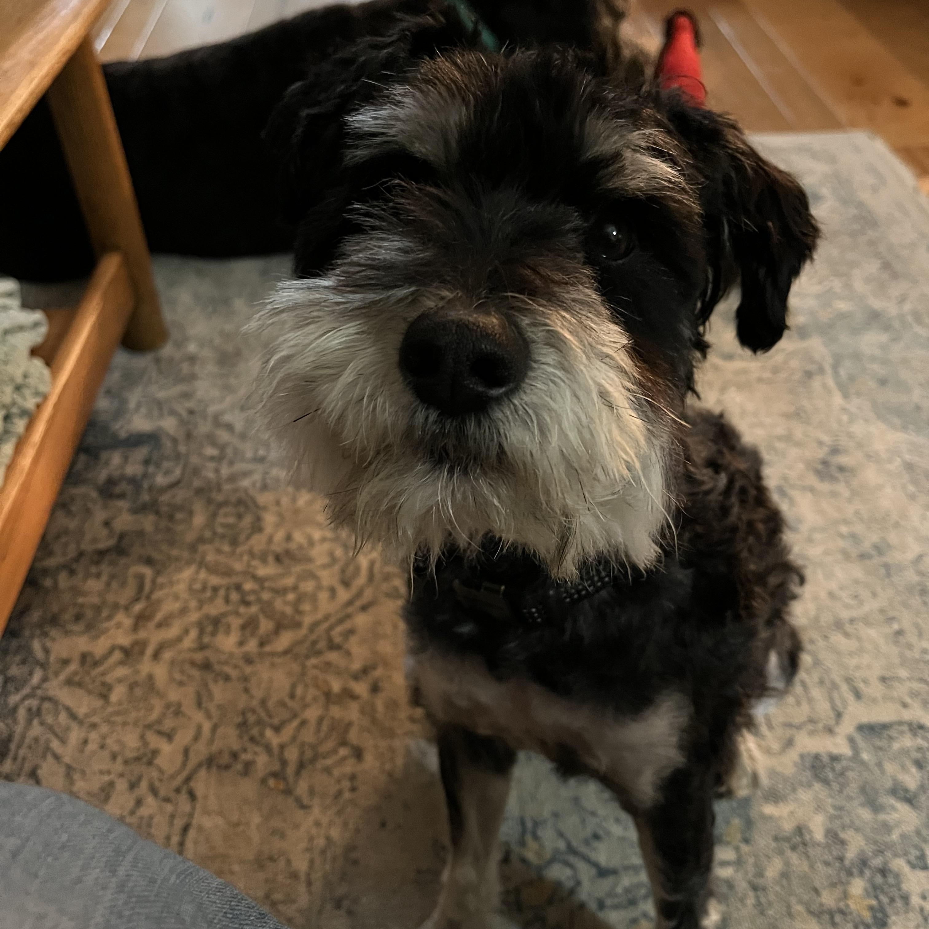 Enlarge Bruno, a ADOPTABLE mixed breed in Seville, OH image 3/6