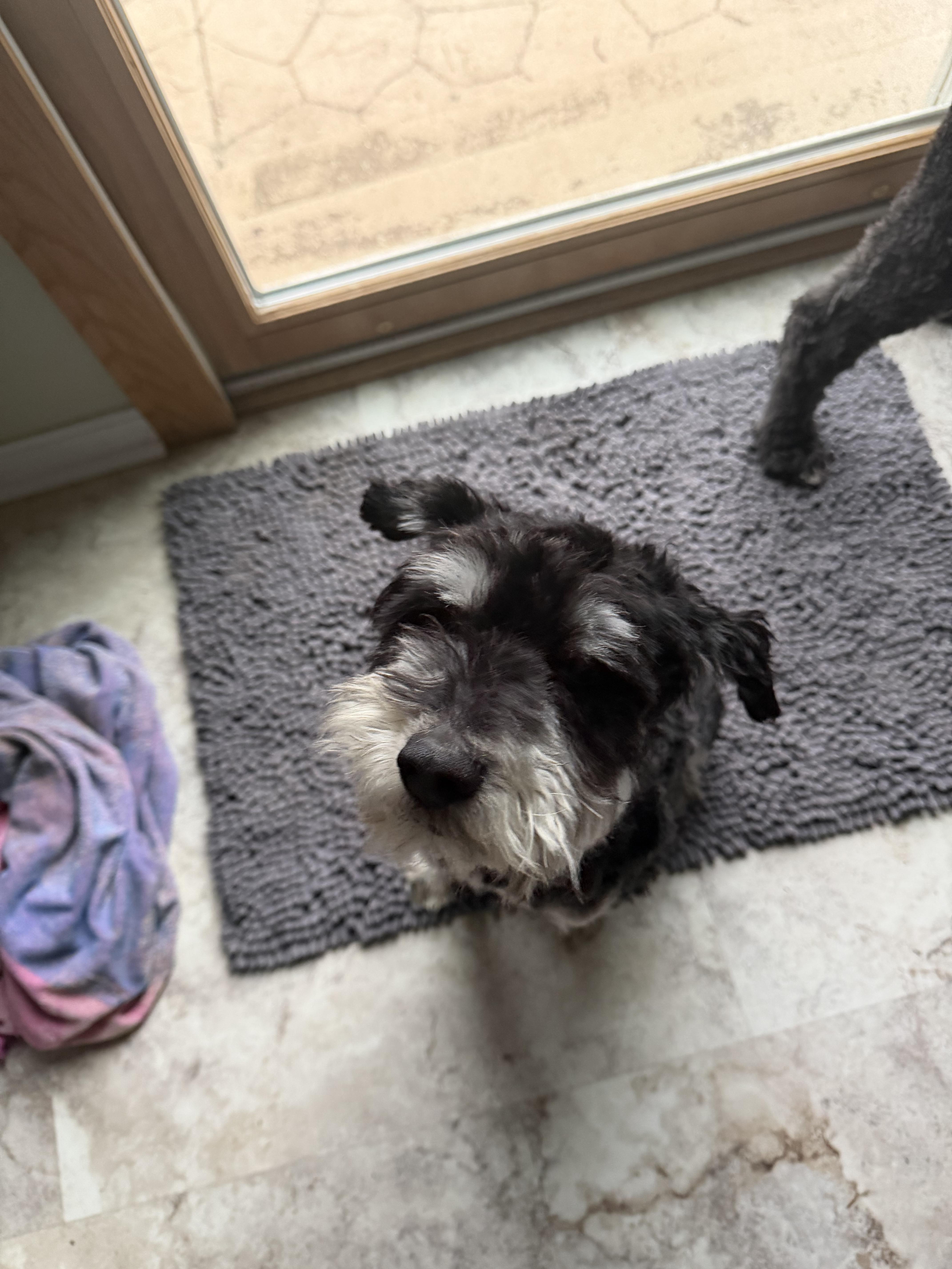 Enlarge Bruno, a ADOPTABLE mixed breed in Seville, OH image 4/6