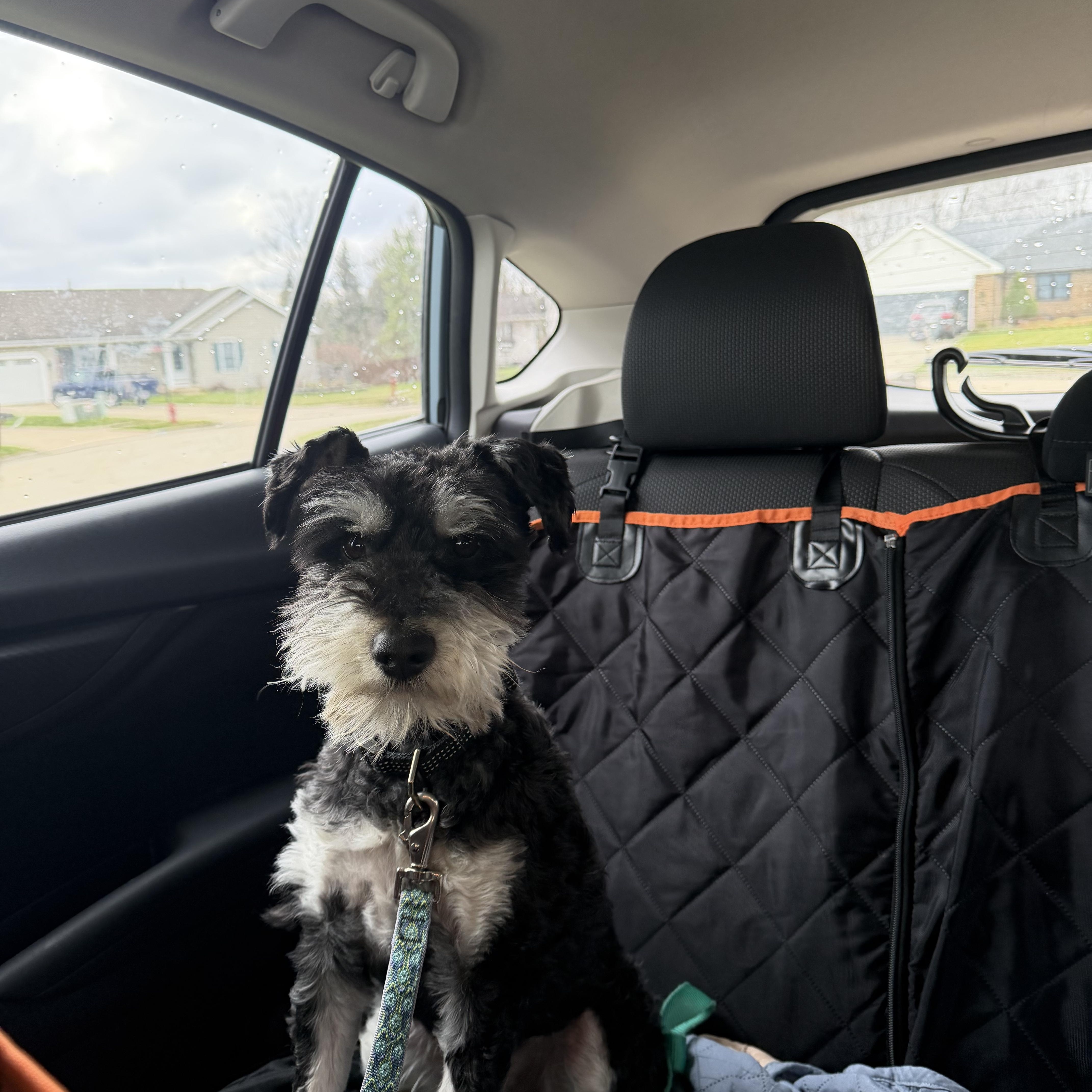 Enlarge Bruno, a ADOPTABLE mixed breed in Seville, OH image 6/6