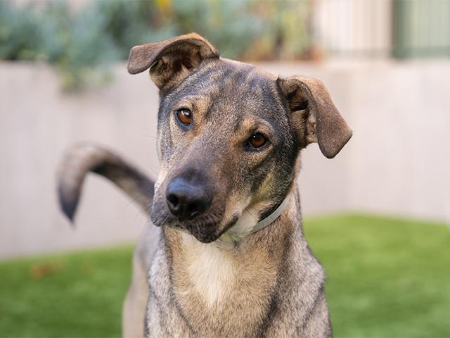 JOSIE, Adoptable, Adult Female German Shepherd Dog & Chow Chow.
