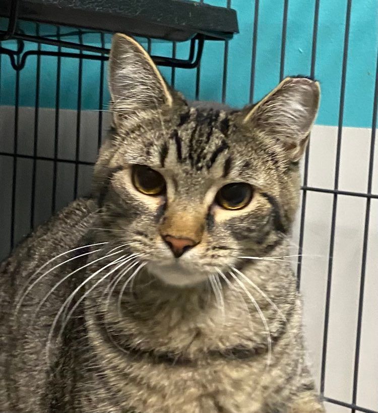 Waffle, a Adoptable Domestic Short Hair in Monticello, IL image 2/4