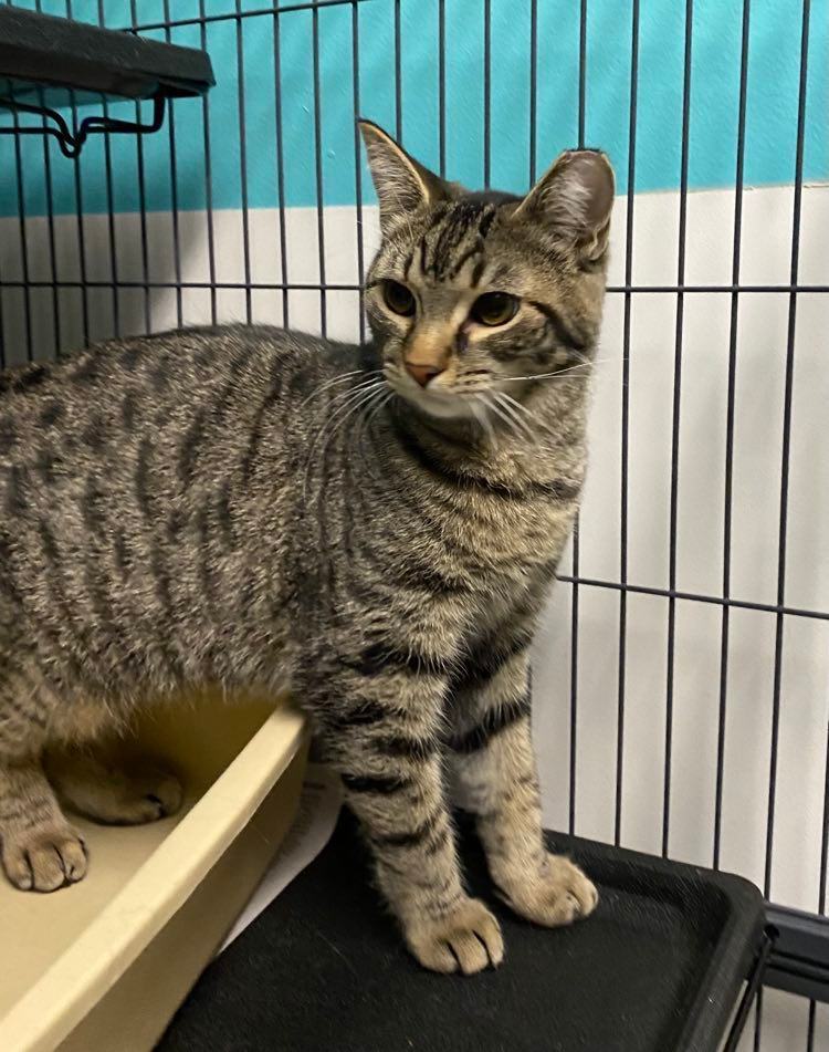 Waffle, a Adoptable Domestic Short Hair in Monticello, IL image 3/4