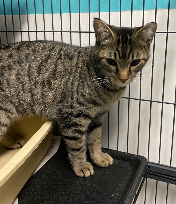 Waffle, a Adoptable Domestic Short Hair in Monticello, IL image 4/4