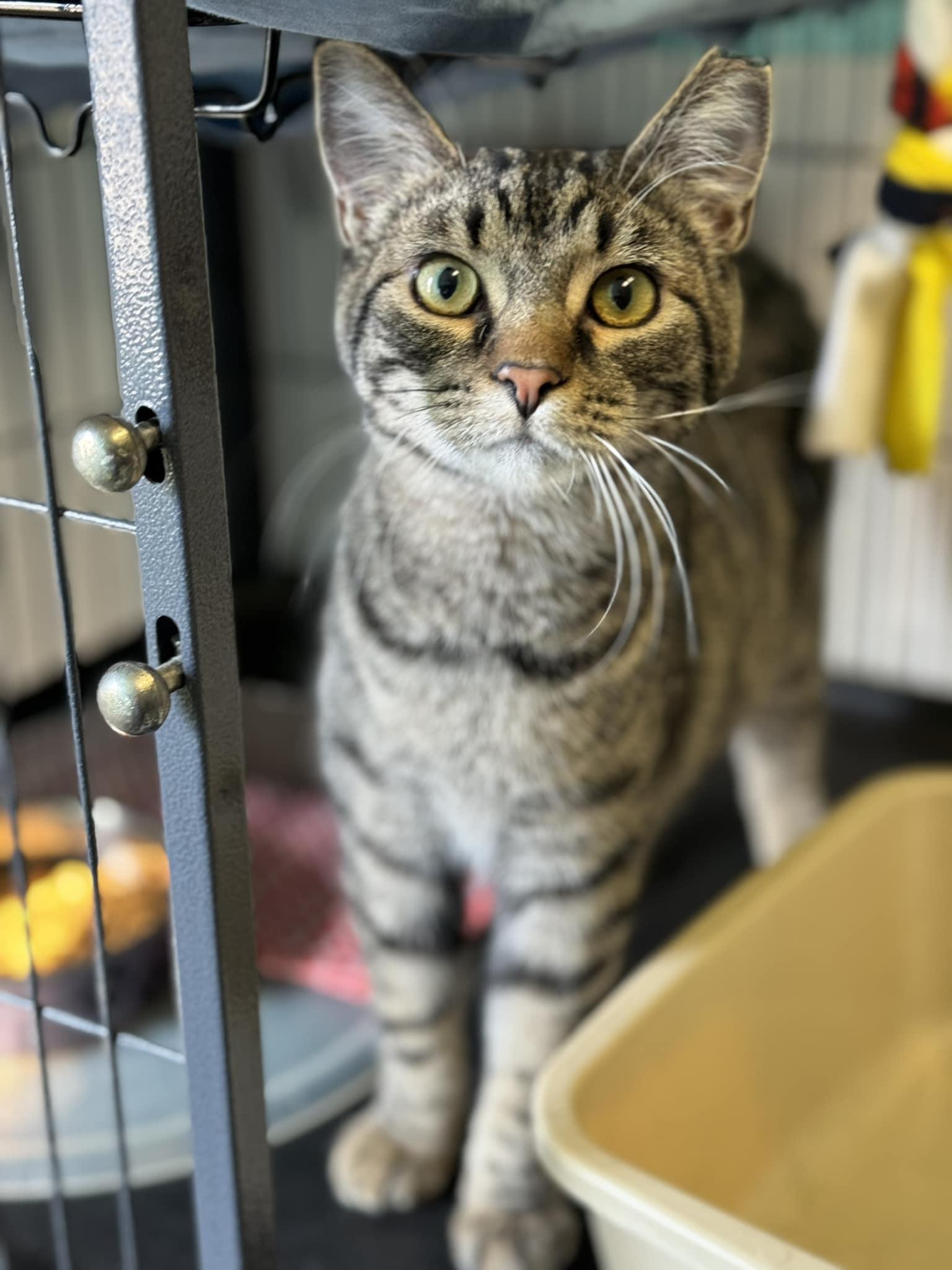 Waffle, a Adoptable Domestic Short Hair in Monticello, IL image 1/4