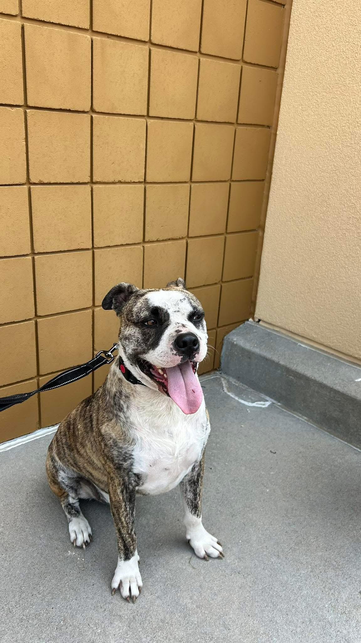Brick, a Adoptable American Bulldog in Manhattan, KS image 3/6