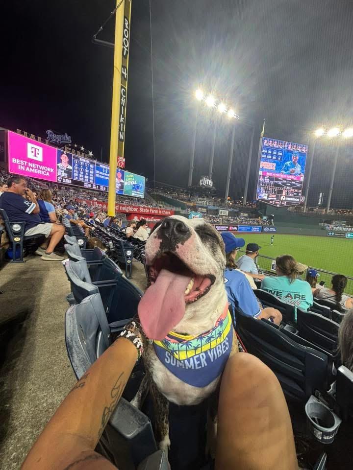 Brick, a Adoptable American Bulldog in Manhattan, KS image 1/6