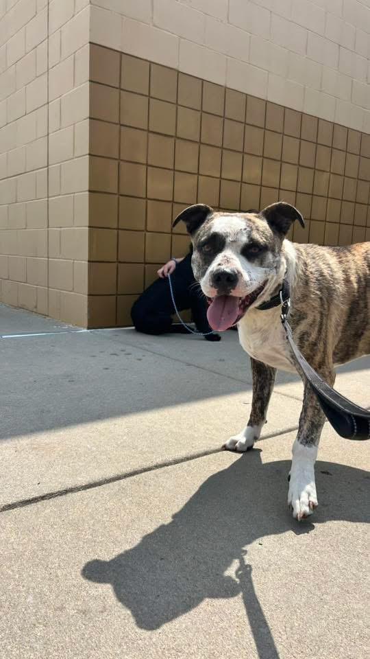 Brick, a Adoptable American Bulldog in Manhattan, KS image 4/6