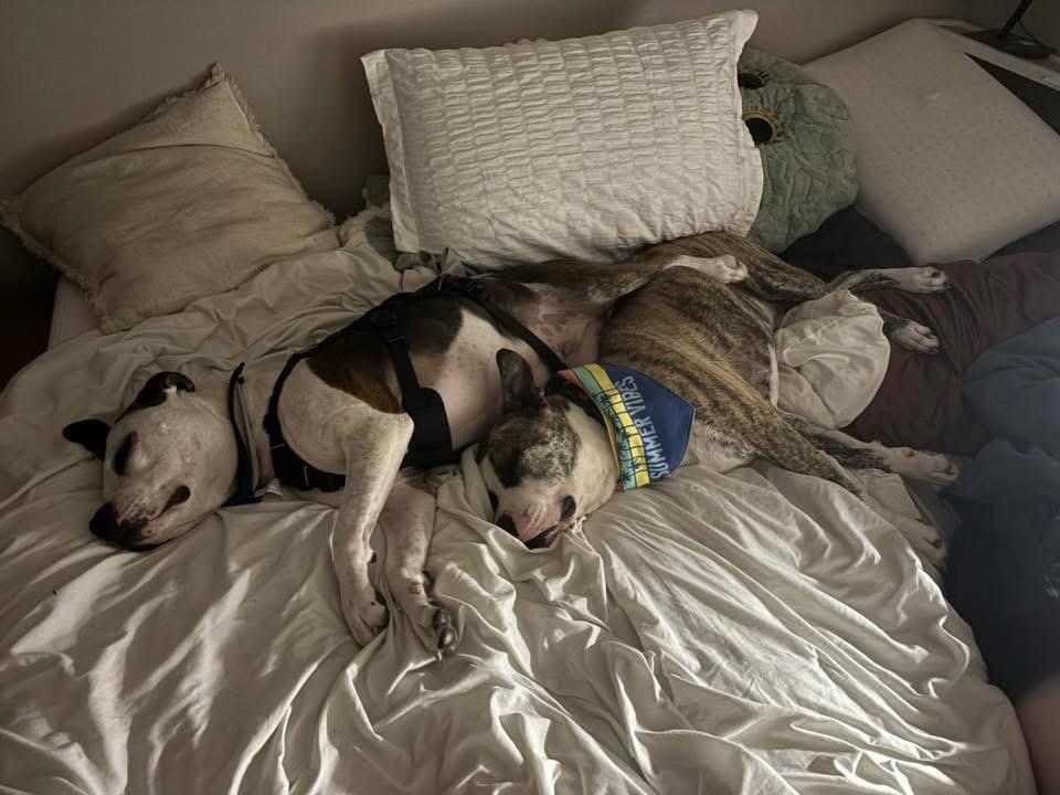 Brick, a Adoptable American Bulldog in Manhattan, KS image 6/6