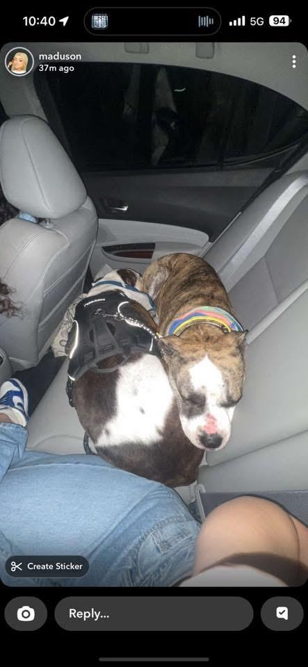 Brick, a Adoptable American Bulldog in Manhattan, KS image 2/6