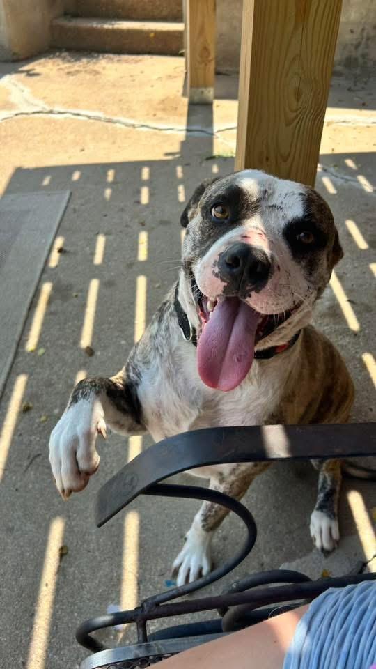 Brick, a Adoptable American Bulldog in Manhattan, KS image 5/6