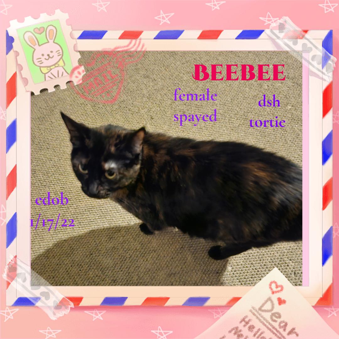 Beebee OR13787-T, Adoptable, Adult Female Domestic Short Hair.