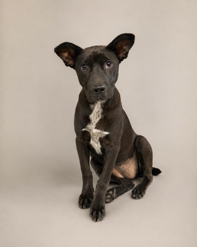 Enlarge Johnnie, a Adoptable mixed breed in Tifton, GA image 1/2