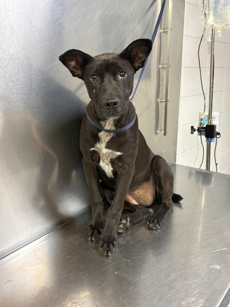 Enlarge Johnnie, a Adoptable mixed breed in Tifton, GA image 2/2