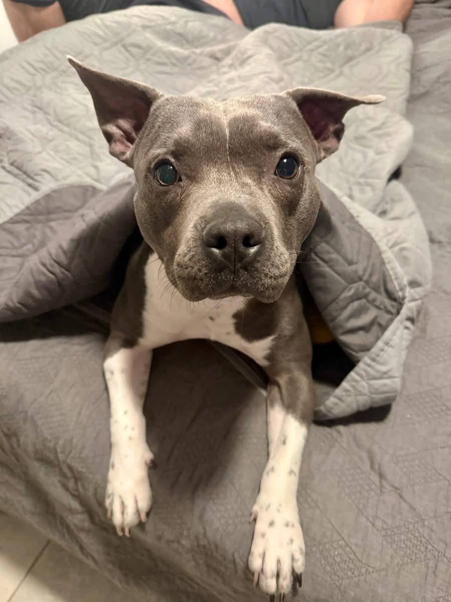 Alfi , adopted, Young Male Pit Bull Terrier.