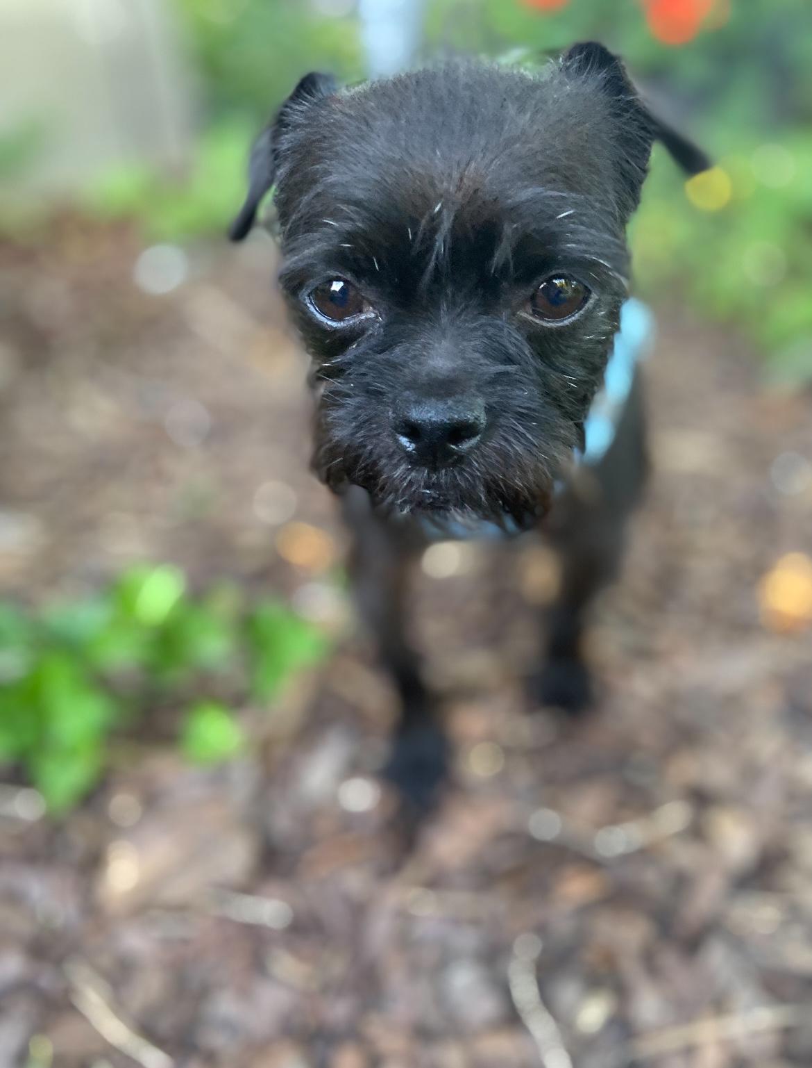 Squeezel, an adoptable Affenpinscher in West Falls, NY, 14170 | Photo Image 1