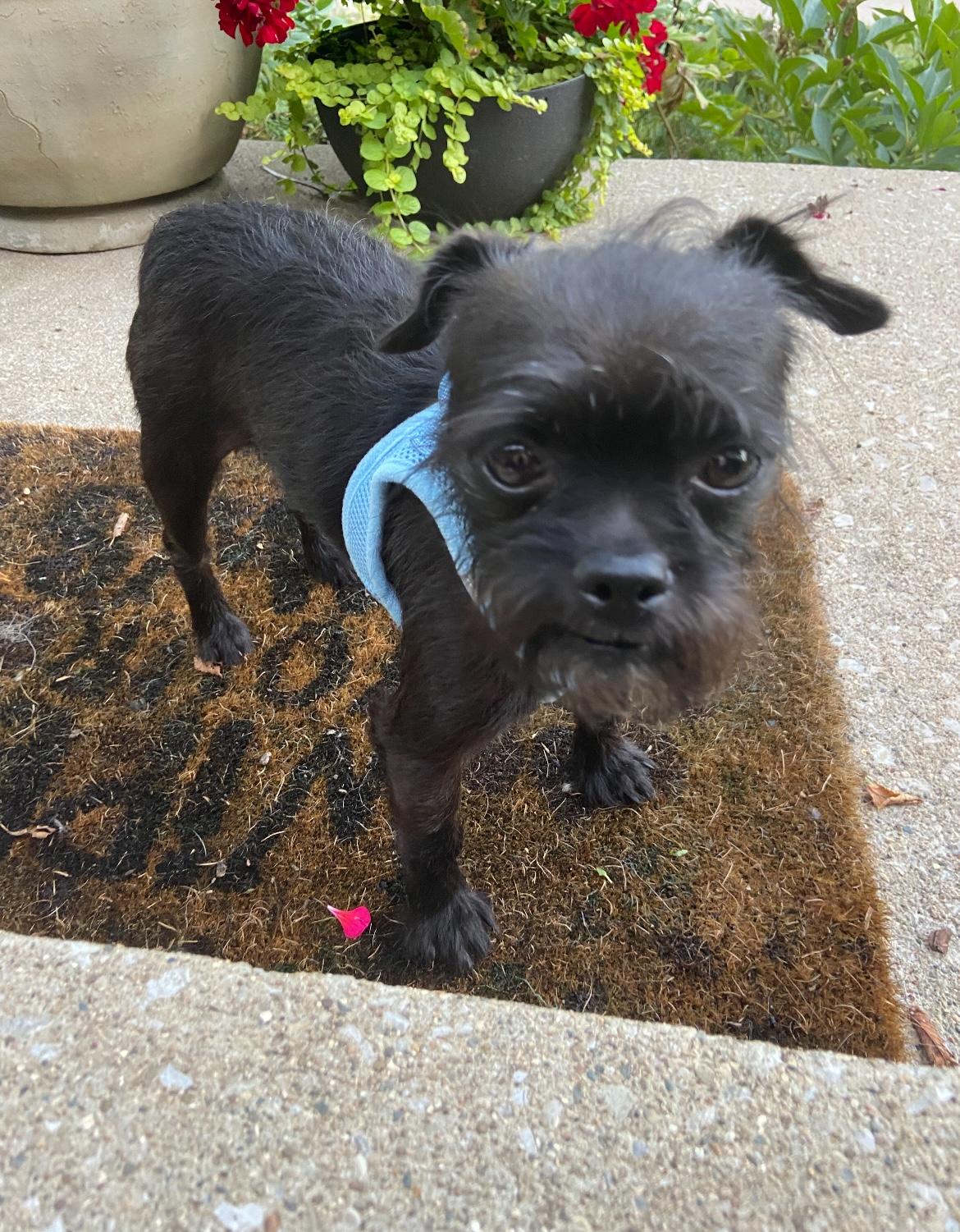 Squeezel, an adoptable Affenpinscher in West Falls, NY, 14170 | Photo Image 2