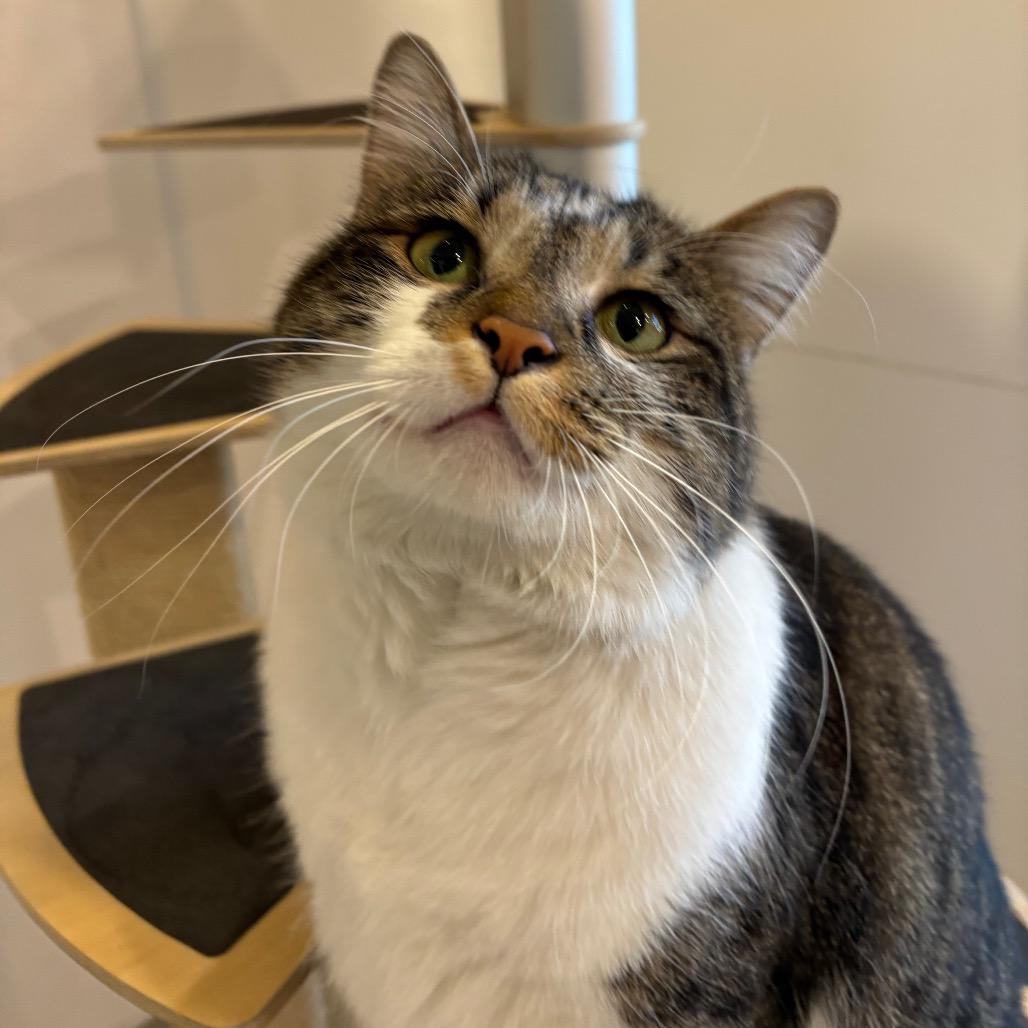 Rousy, Adoptable, Adult Female Domestic Short Hair.