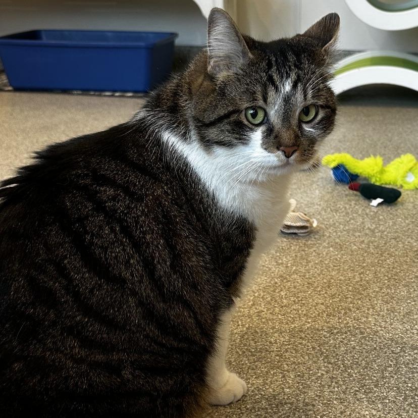 Enlarge Rousy, a Adoptable Domestic Short Hair in Washington Township, OH image 1/6