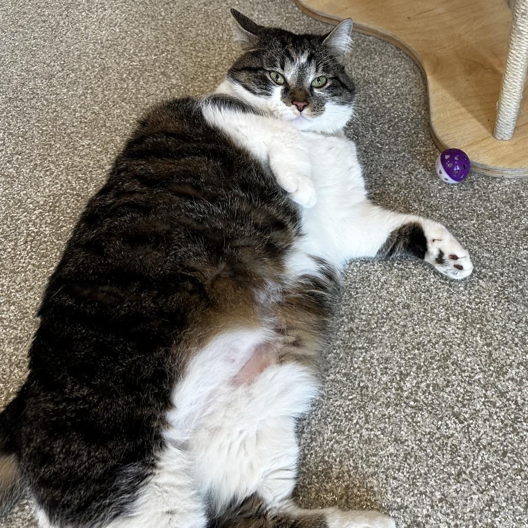 Enlarge Rousy, a Adoptable Domestic Short Hair in Washington Township, OH image 2/6