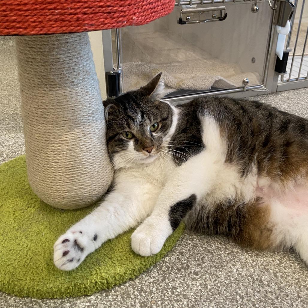 Enlarge Rousy, a Adoptable Domestic Short Hair in Washington Township, OH image 3/6