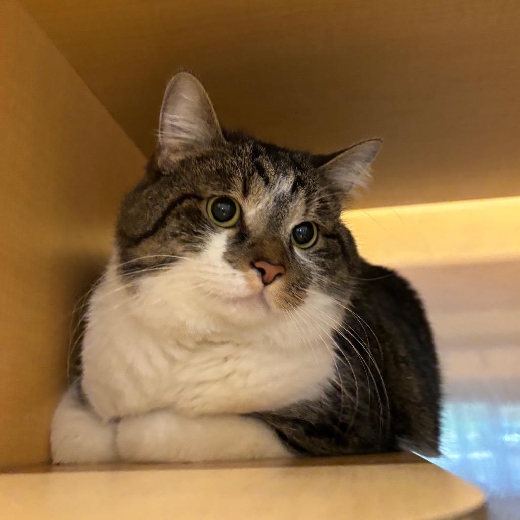 Rousy, Adoptable, Adult Female Domestic Short Hair.