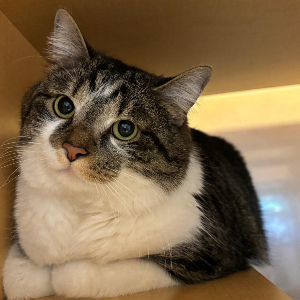 Enlarge Rousy, a Adoptable Domestic Short Hair in Washington Township, OH image 2/2