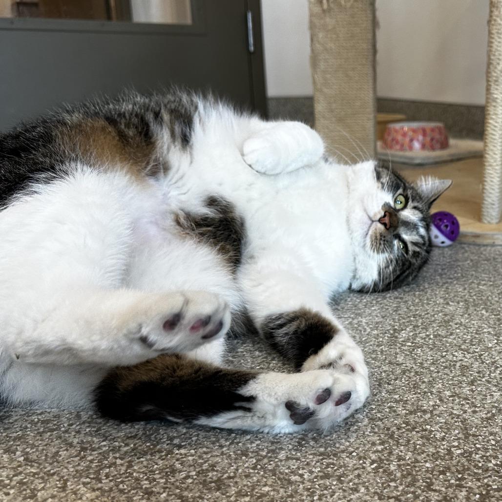 Enlarge Rousy, a Adoptable Domestic Short Hair in Washington Township, OH image 6/6