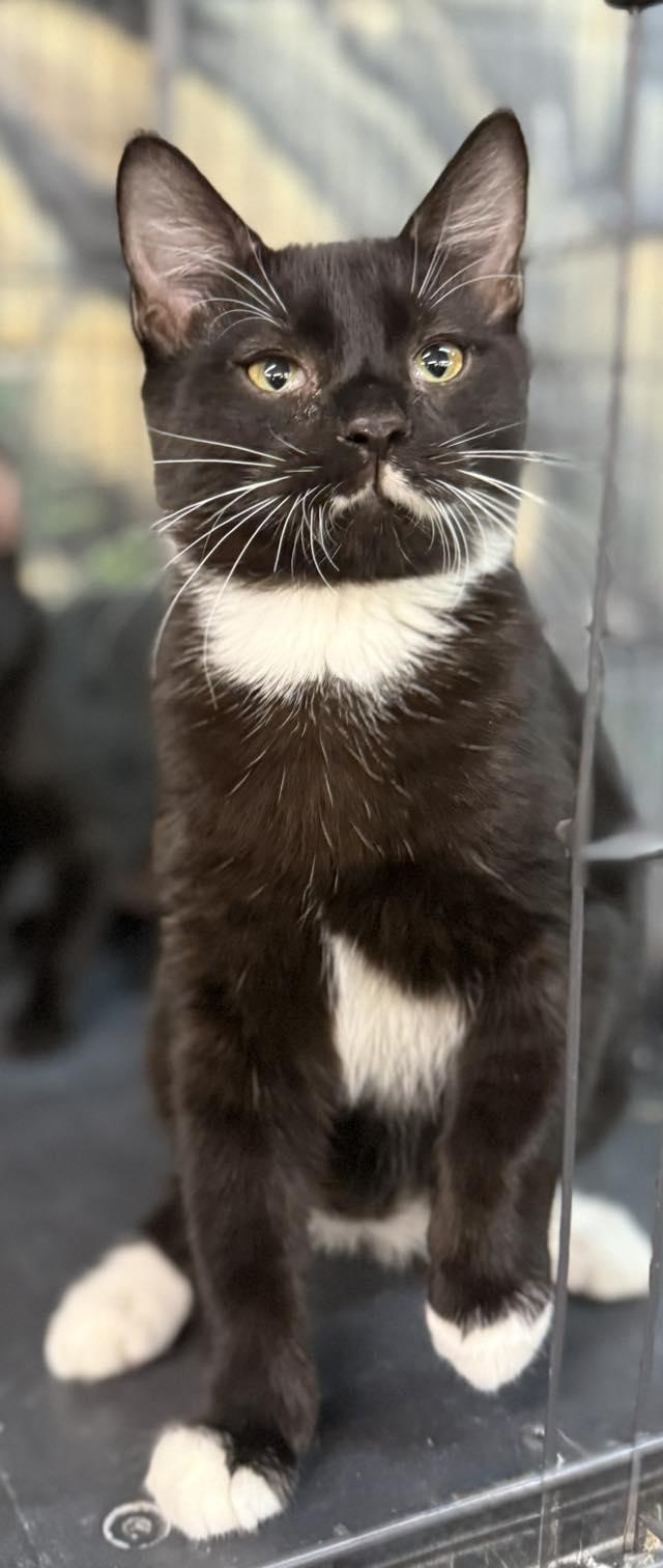 Cam, a Adoptable Domestic Short Hair in Jackson, GA image 2/2