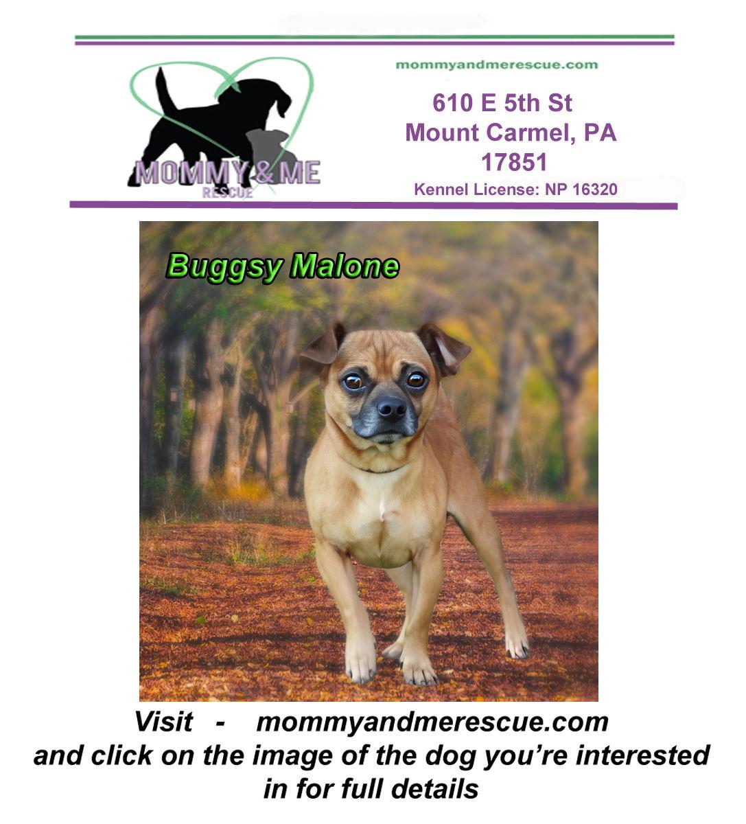 Enlarge Buggsy Malone, a Adopted Pug in Mt Carmel, PA image 1/1