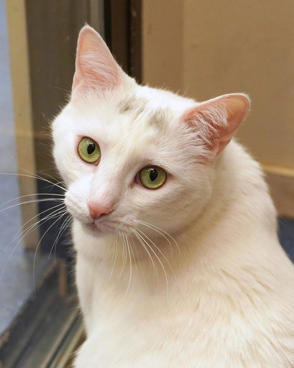 Lillie 301506, Adoptable, Adult Female Domestic Short Hair.