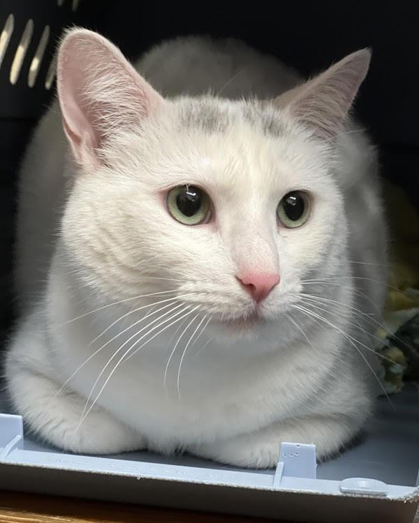 Lillie 301506, a Adoptable Domestic Short Hair in Petaluma, CA image 2/3