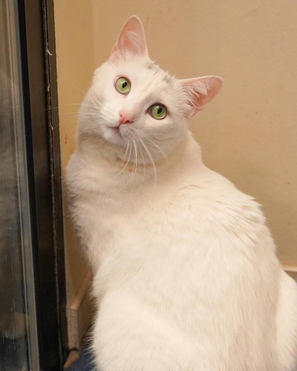 Lillie 301506, Adoptable, Adult Female Domestic Short Hair.