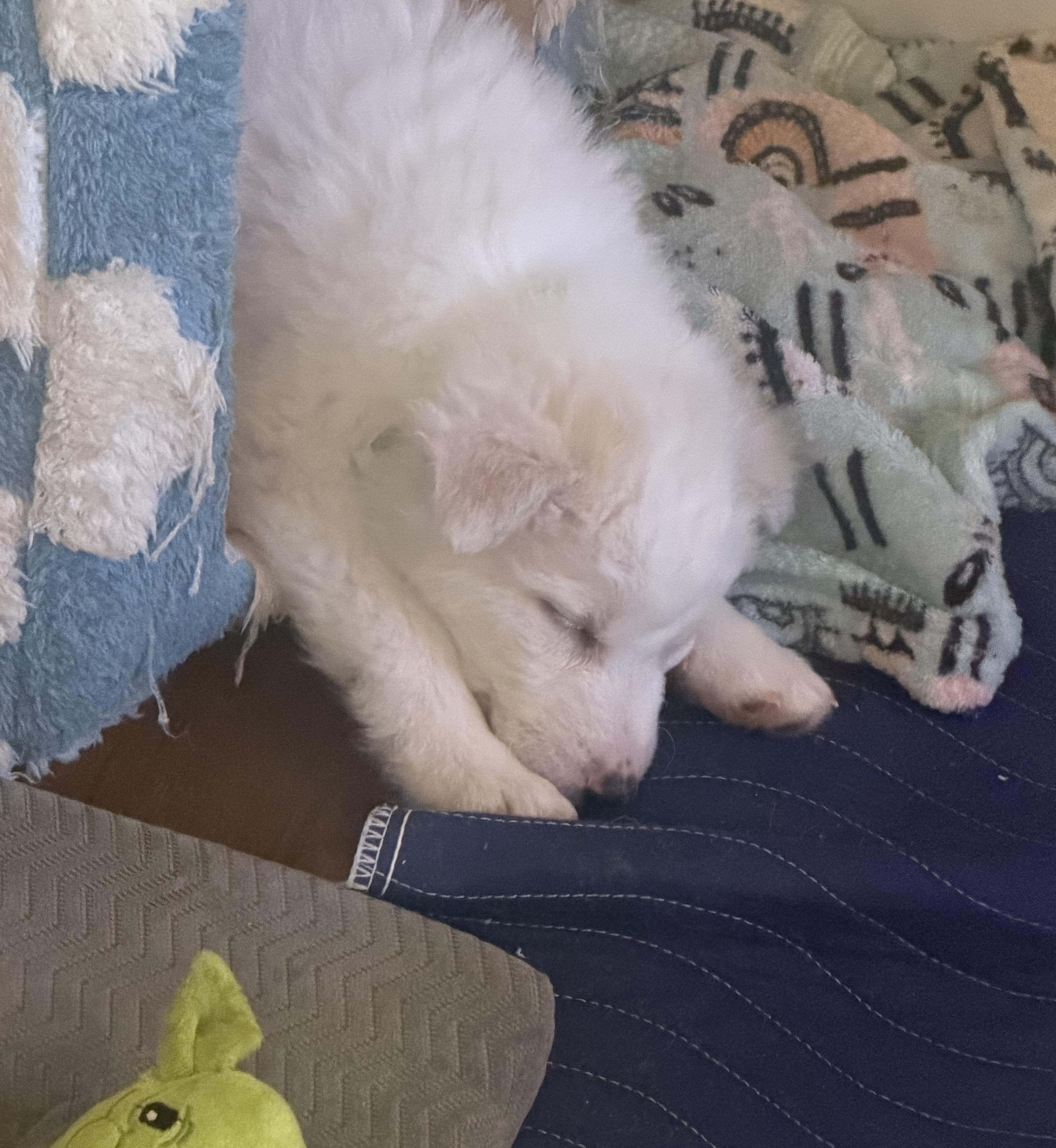 Enlarge Snow, a ADOPTABLE mixed breed in Sherman Oaks, CA image 5/5