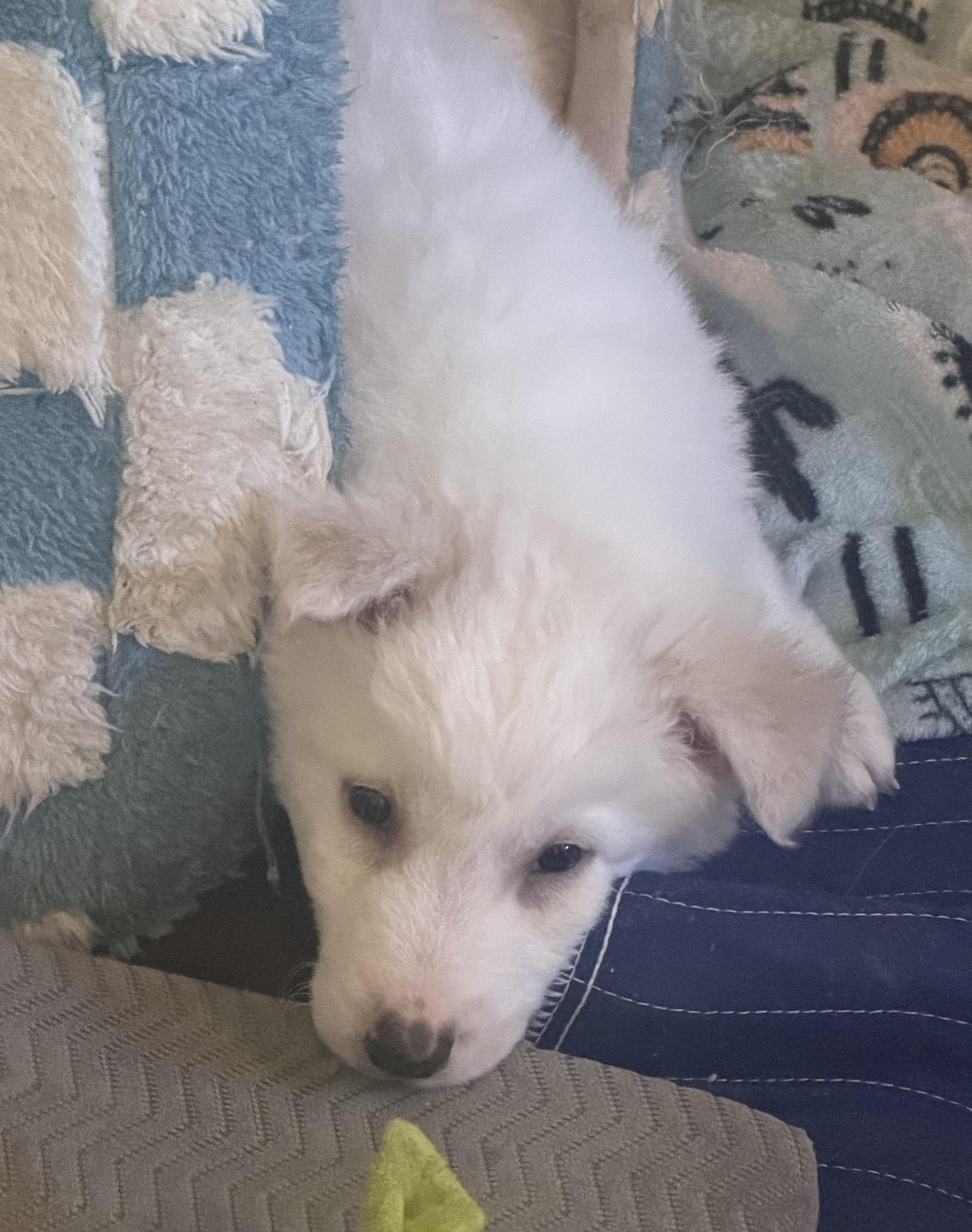 Enlarge Snow, a ADOPTABLE mixed breed in Sherman Oaks, CA image 4/5