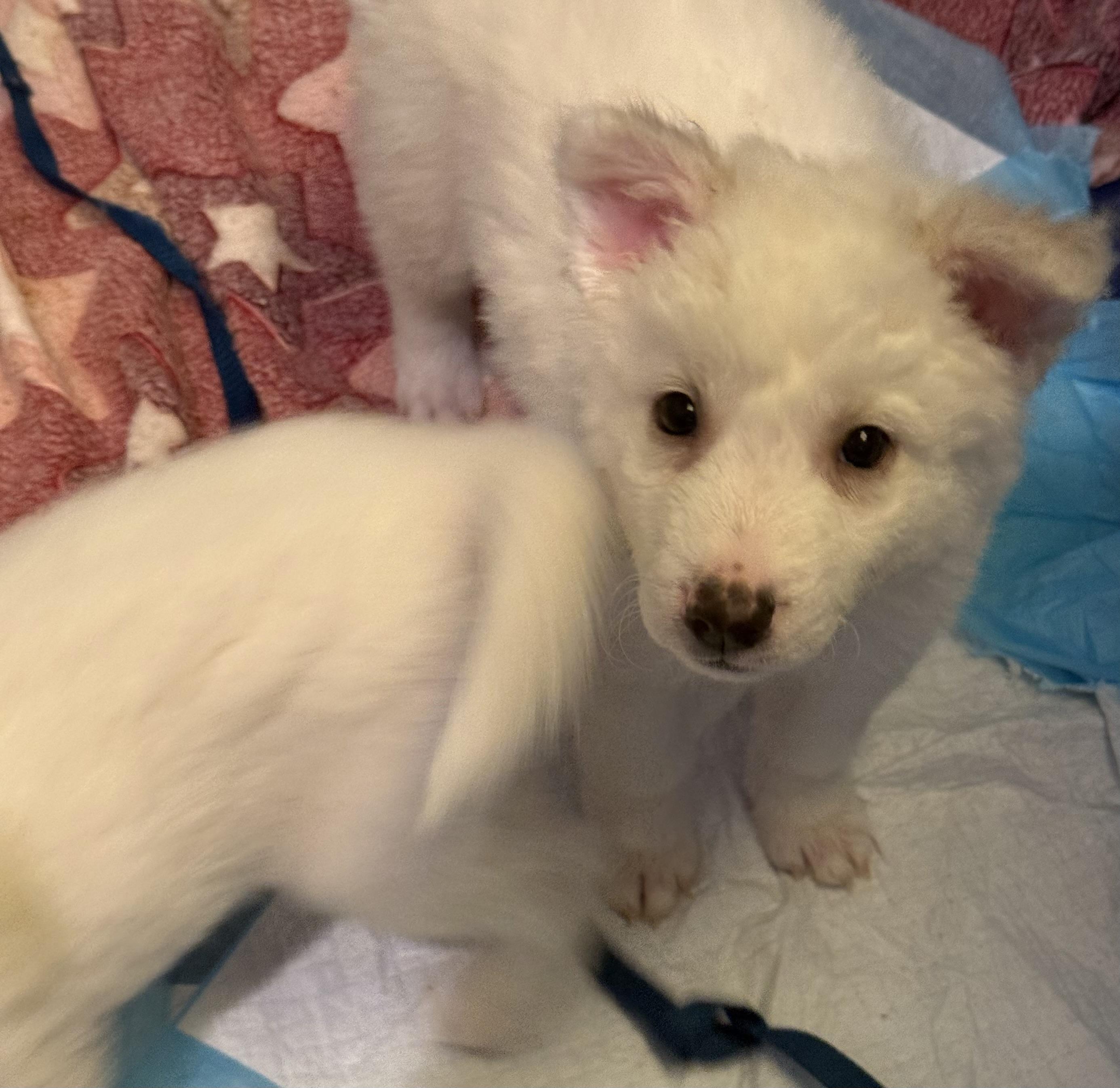 Enlarge Snow, a ADOPTABLE mixed breed in Sherman Oaks, CA image 3/5