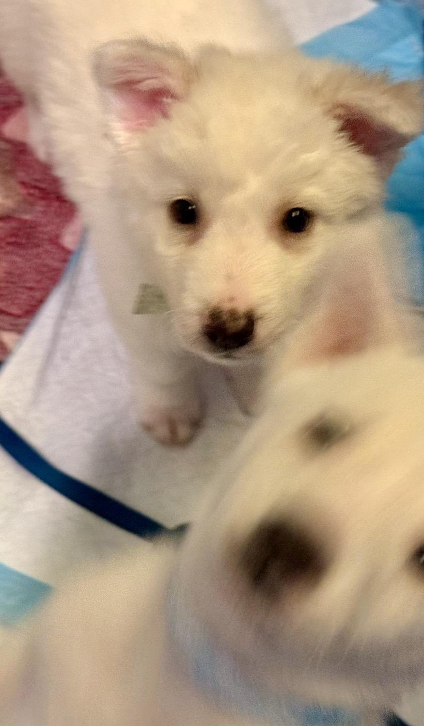 Enlarge Snow, a ADOPTABLE mixed breed in Sherman Oaks, CA image 2/5
