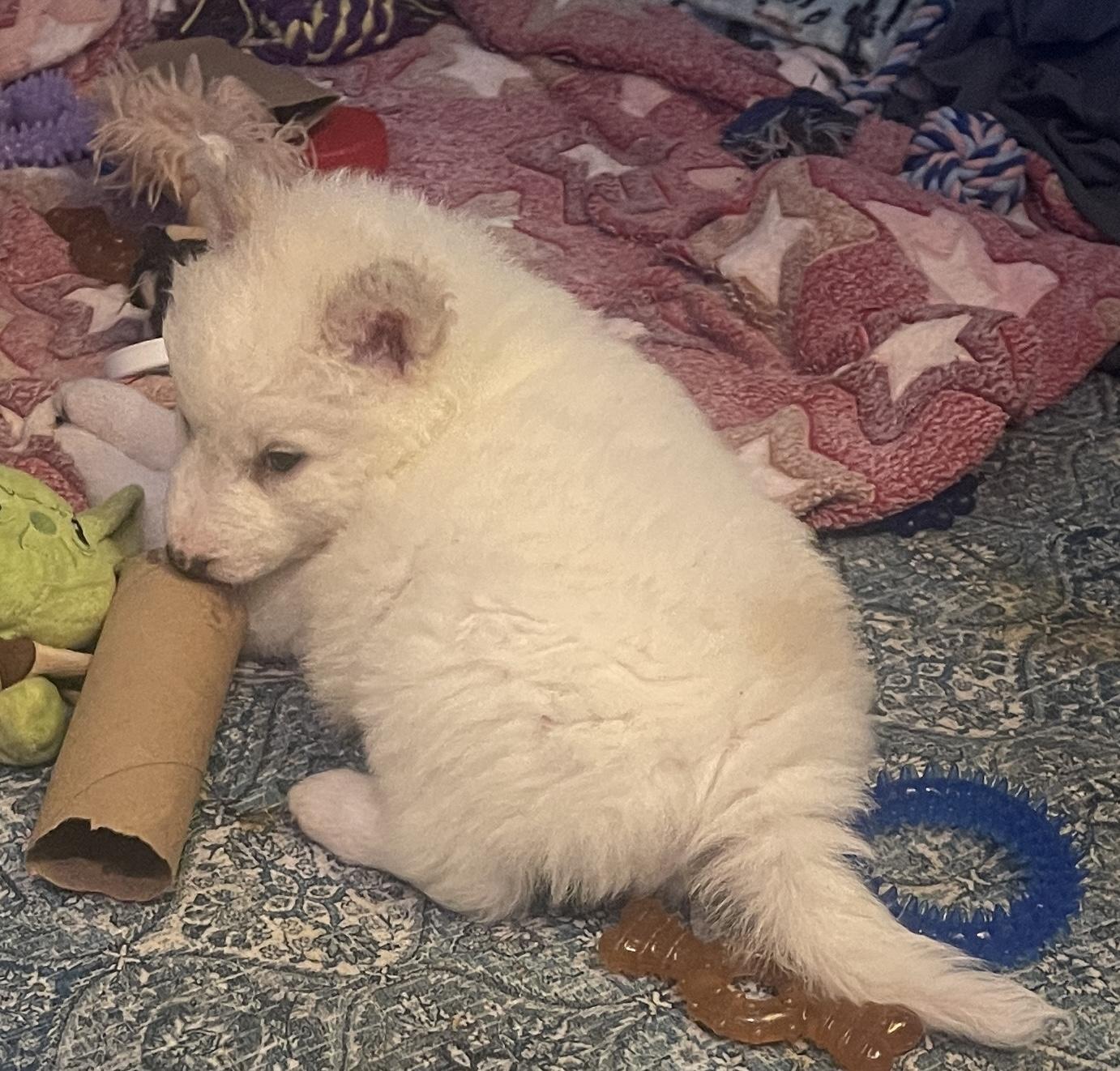 Snow, ADOPTABLE, Puppy Female Husky & Jindo.