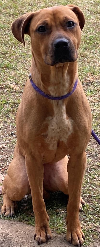 Enlarge Panda, a Adoptable Labrador Retriever in Swainsboro, GA image 1/1