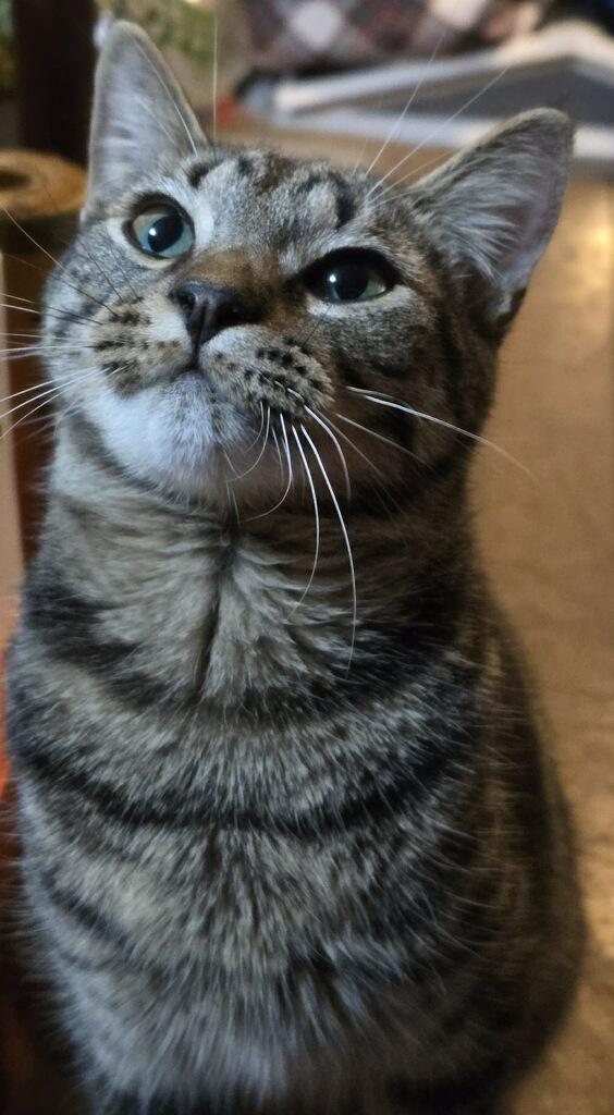 Enlarge Mochi, a Adoptable Domestic Short Hair in Providence Forge, VA image 3/3