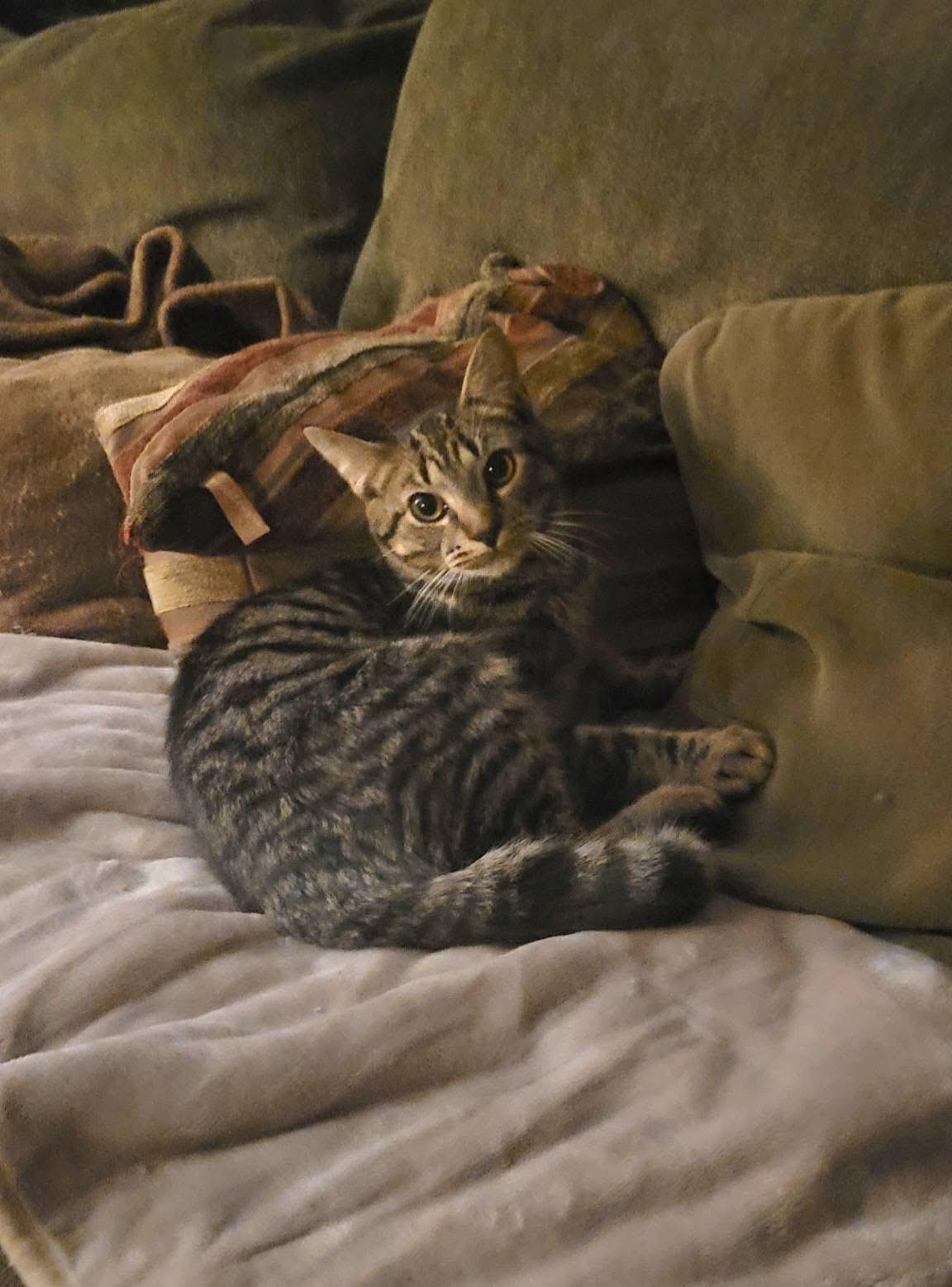 Enlarge Mochi, a Adoptable Domestic Short Hair in Providence Forge, VA image 2/3