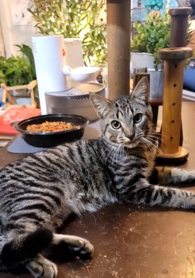 Mochi, Adoptable, Young Male Domestic Short Hair.