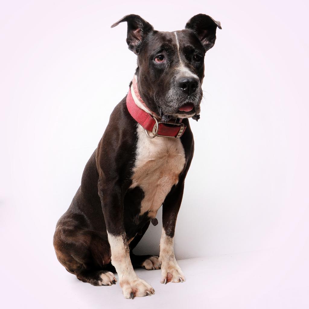 Enlarge Fiorella, a Adoptable mixed breed in Guaynabo, PR image 2/6