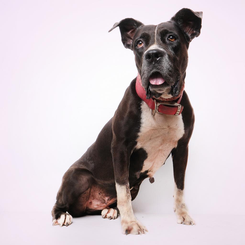 Enlarge Fiorella, a Adoptable mixed breed in Guaynabo, PR image 4/6